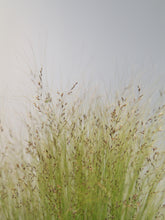 products/Stipa2.jpg